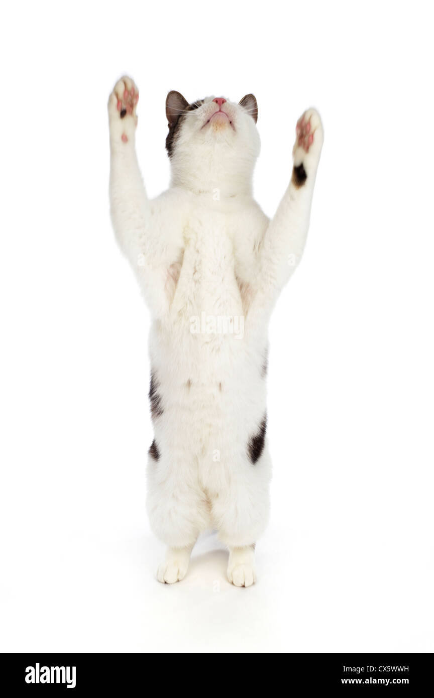 Gato sobre las patas traseras con las patas en el aire, Foto de estudio con  fondo blanco Fotografía de stock - Alamy