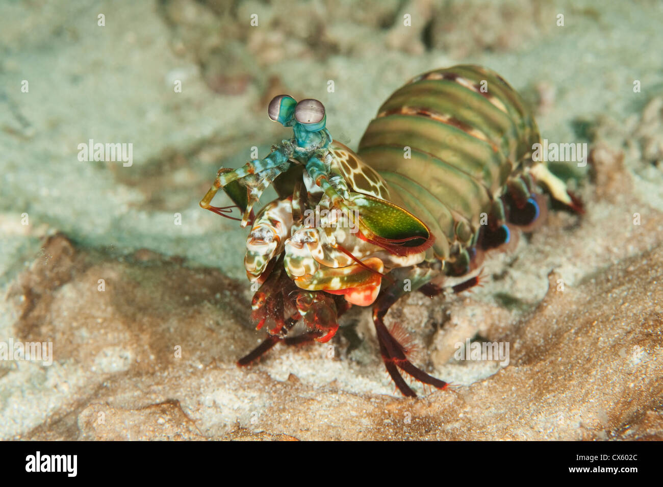 Un camarón Mantis de su agujero en la arena, en el norte de Sulawesi. Foto de stock