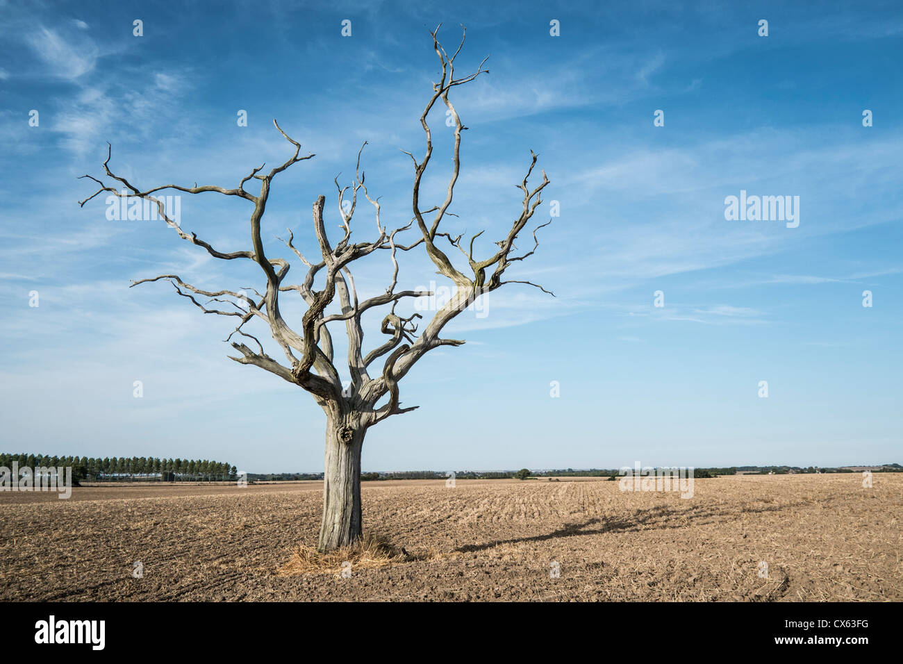 Árbol Muerto en un campo. Foto de stock