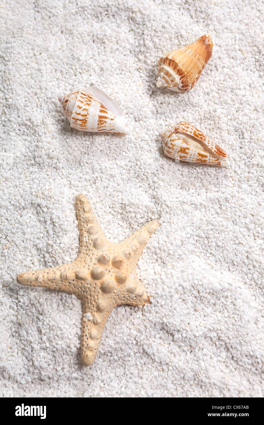 Tres conchas de mar y una estrella de mar en la arena blanca Foto de stock