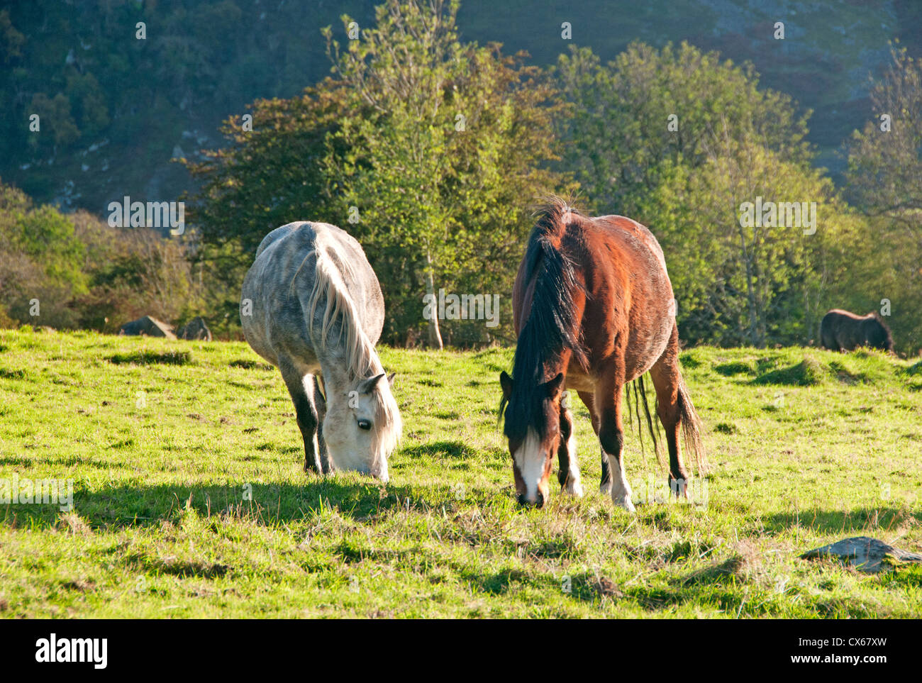 Ponis salvaje de Gales cerca de Aber Falls, Llanfairfechan, Gwynedd, North Wales, REINO UNIDO Foto de stock