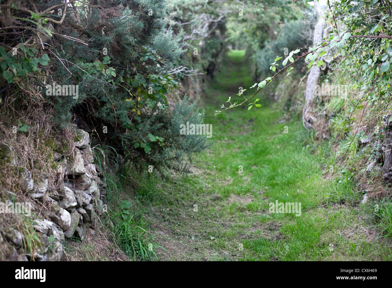 Camino a neolítico Ballynoe Stone Circle, la Península Lecale, Condado de Down, Irlanda del Norte Foto de stock