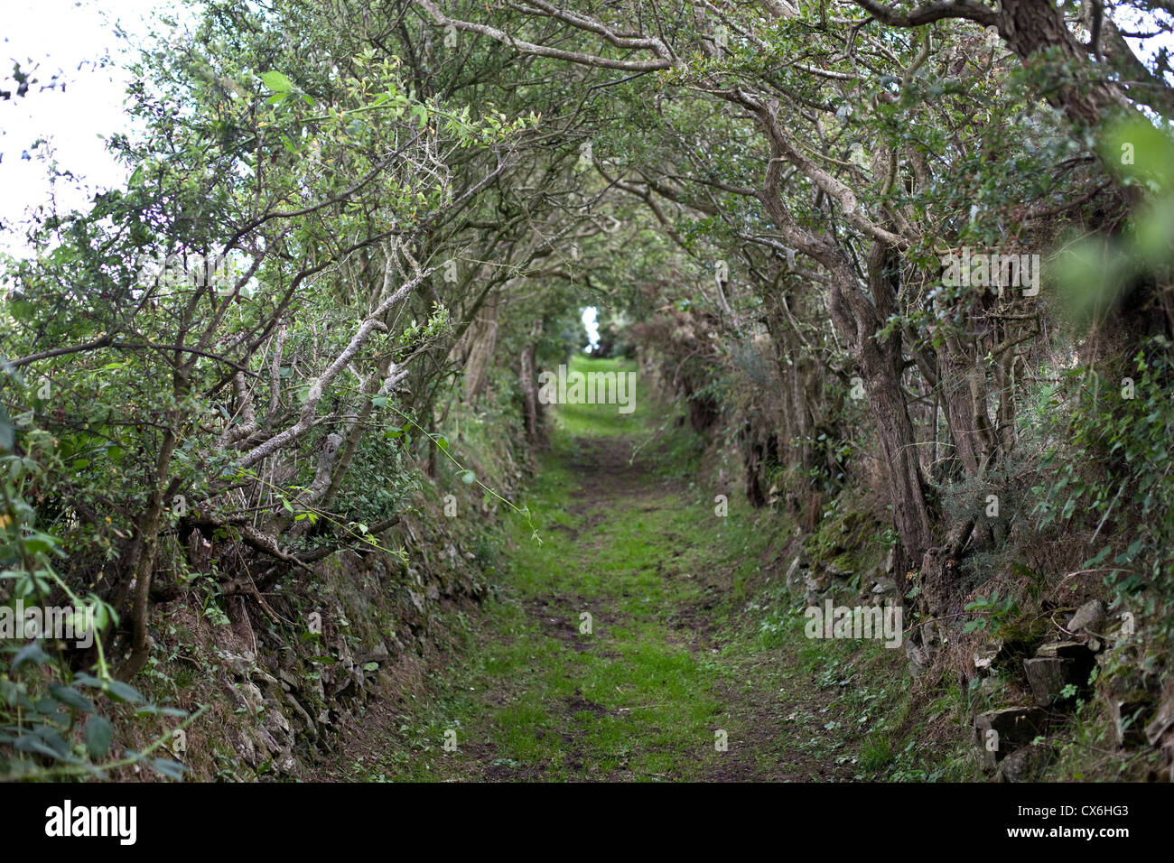 Camino a neolítico Ballynoe Stone Circle, la Península Lecale, Condado de Down, Irlanda del Norte Foto de stock