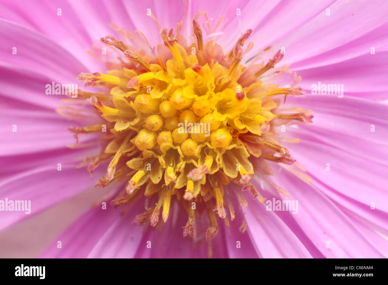 Foto del centro de un amarillo y rosa flor Margarita aster Foto de stock