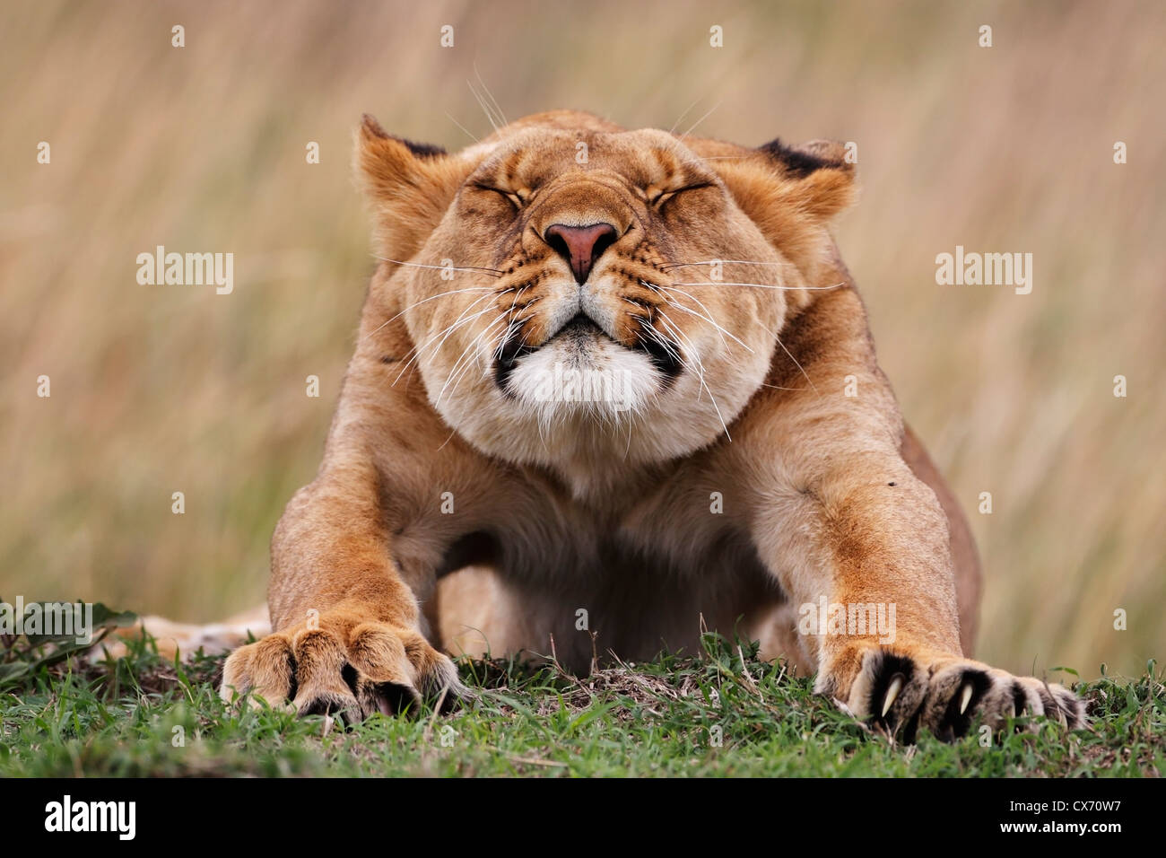 Lion estiramiento, Masai Mara, Kenya Loewe león Panthera leo Foto de stock