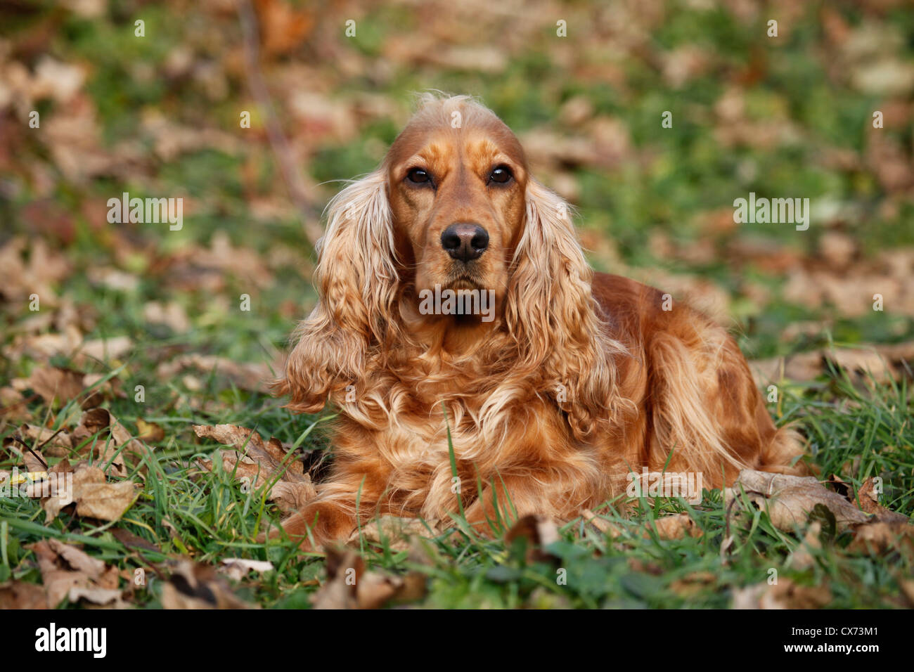 English cocker spaniel autumn fotografías e imágenes de alta resolución -  Alamy