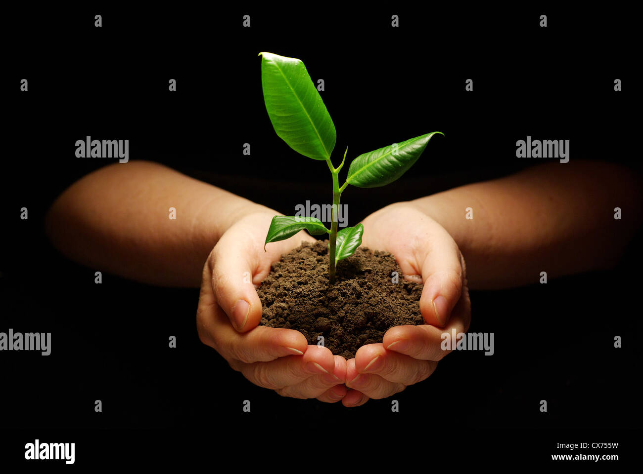 Manos holdings una pequeña planta verde Foto de stock