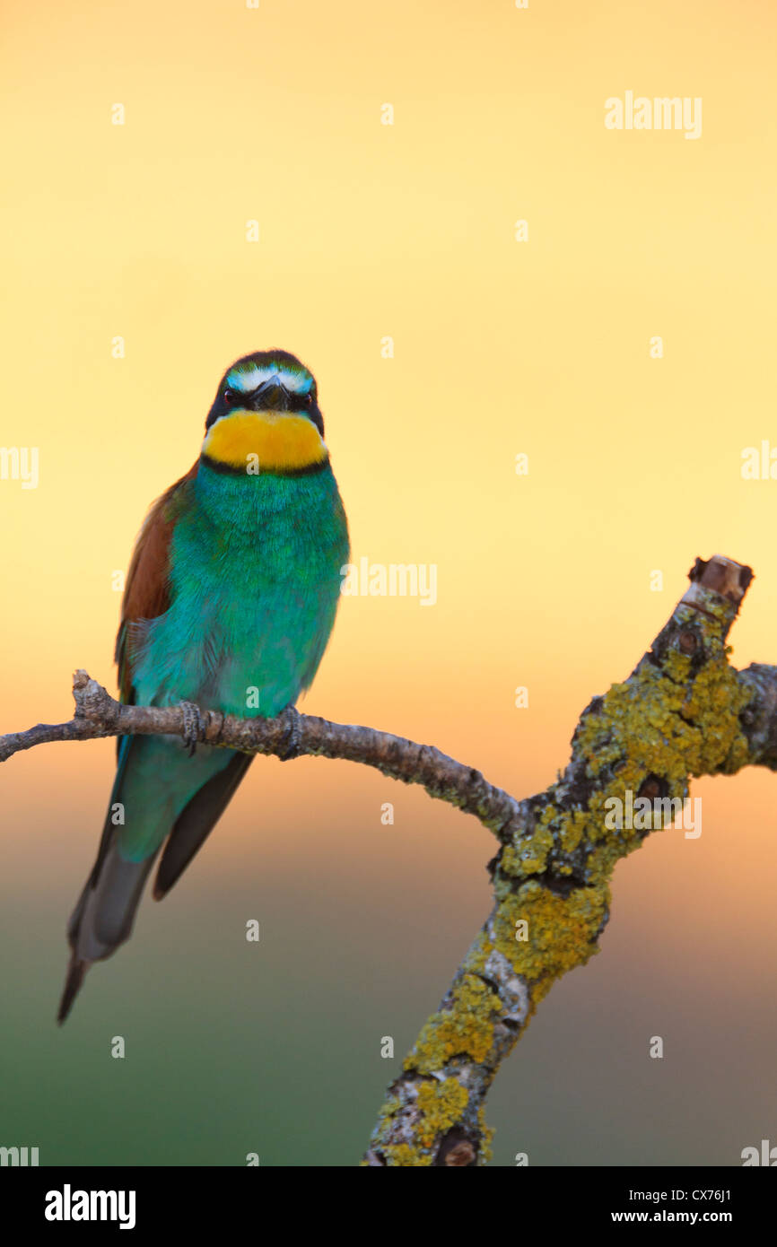 (Merops apiaster) encaramado en la rama al atardecer. Lleida. Cataluña. España. Foto de stock