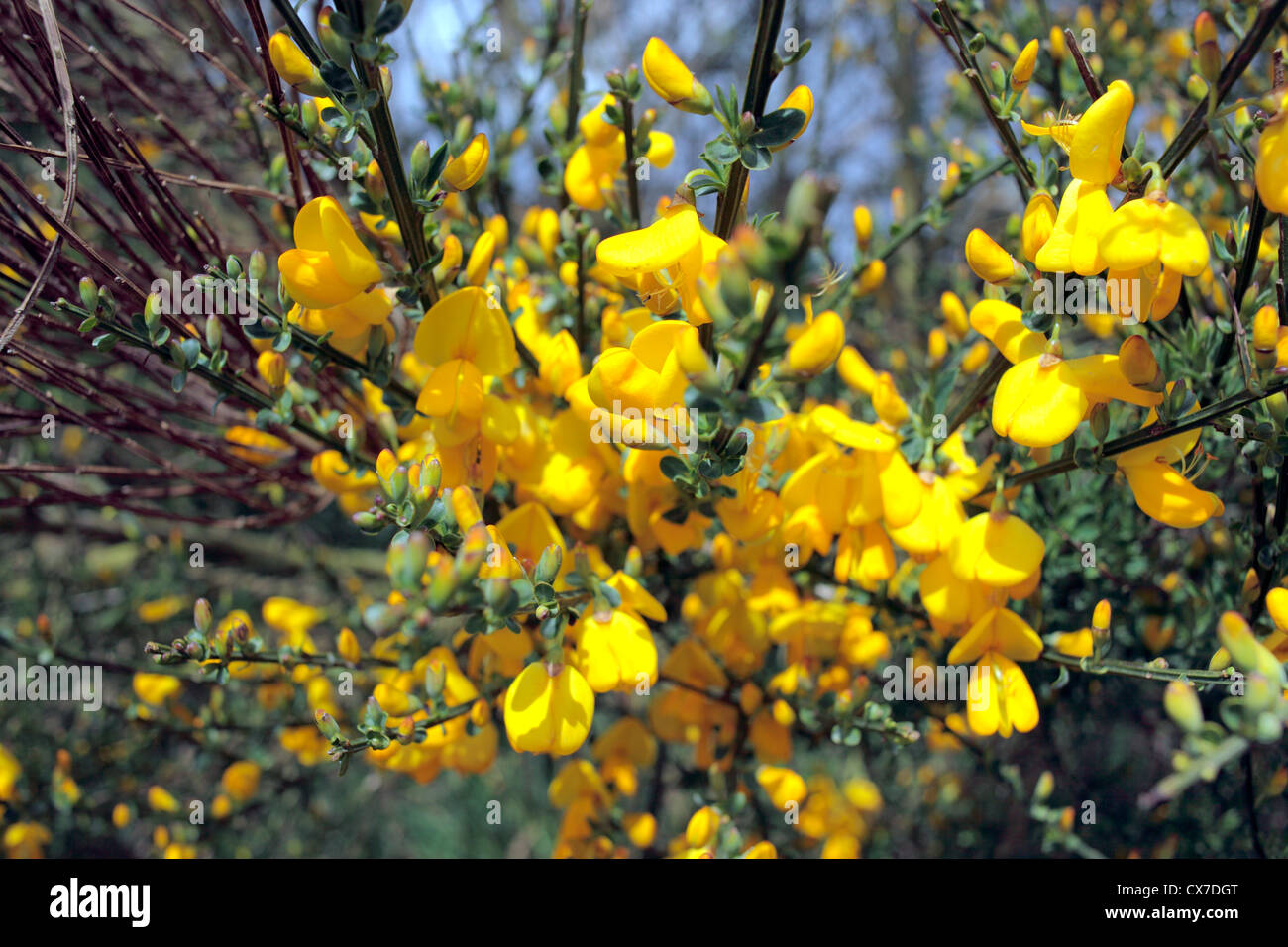Floración Scotch escoba (Cytisus scoparius), Angus, Escocia, Reino Unido Foto de stock