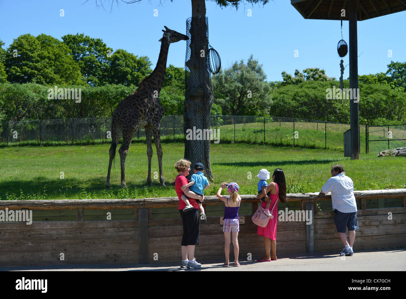 Esta es una imagen de una jirafa en el zoo de Toronto. Foto de stock