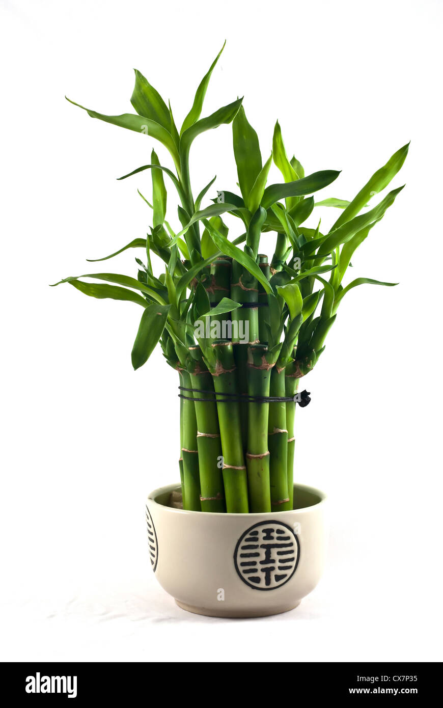 Lucky bamboo (Dracaena sandiariana) en una olla de porcelana Foto de stock