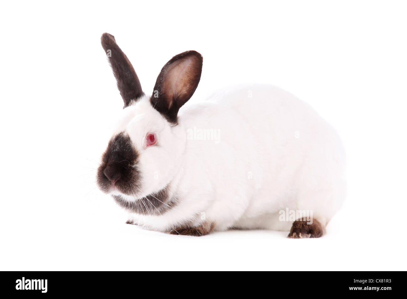 Conejo californiano Foto de stock