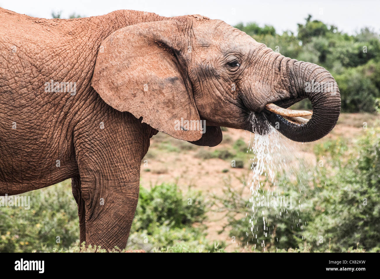 Los elefantes africanos Foto de stock