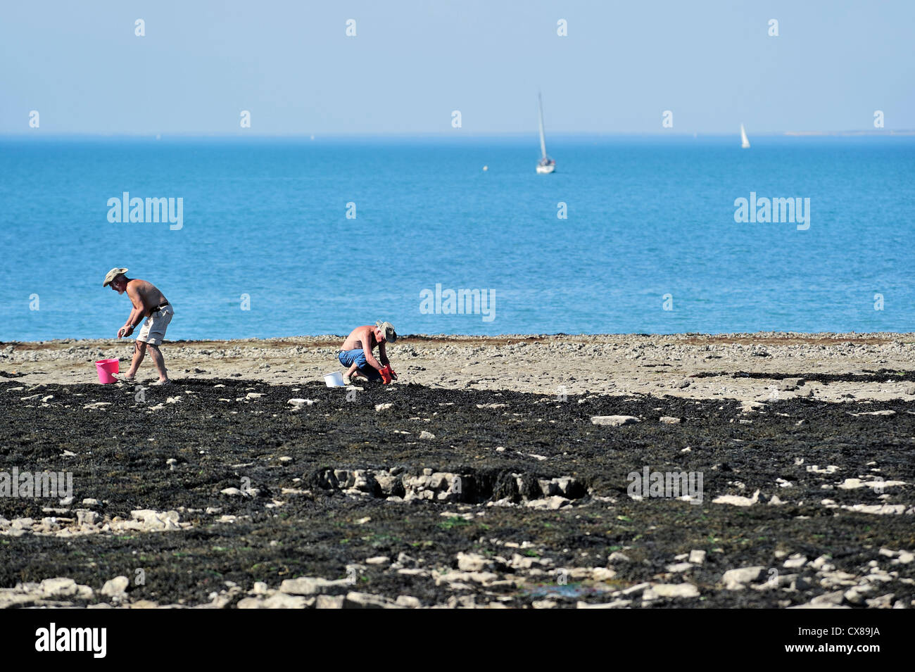 Los hombres con baldes en busca de ostras y mariscos en la playa en verano en la isla de Ile de Ré, Charente Marítimo Foto de stock
