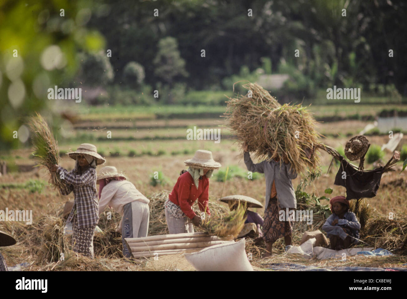 El trabajador de campo de arroz cerca de Ubud, Bali, Indonesia Foto de stock