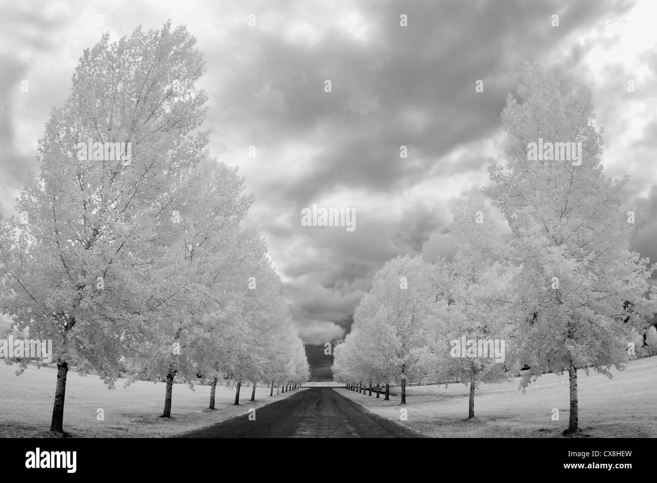 Country Road con árboles cubiertos de escarcha, Edmonton, Alberta, Canadá Foto de stock