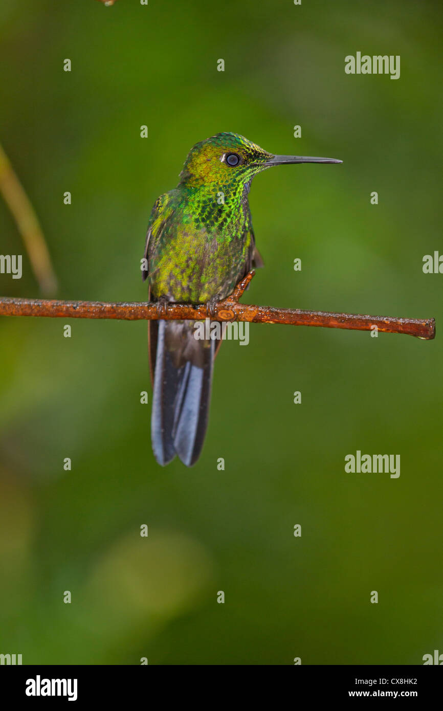 Stripe-tailed Hummingbird Foto de stock