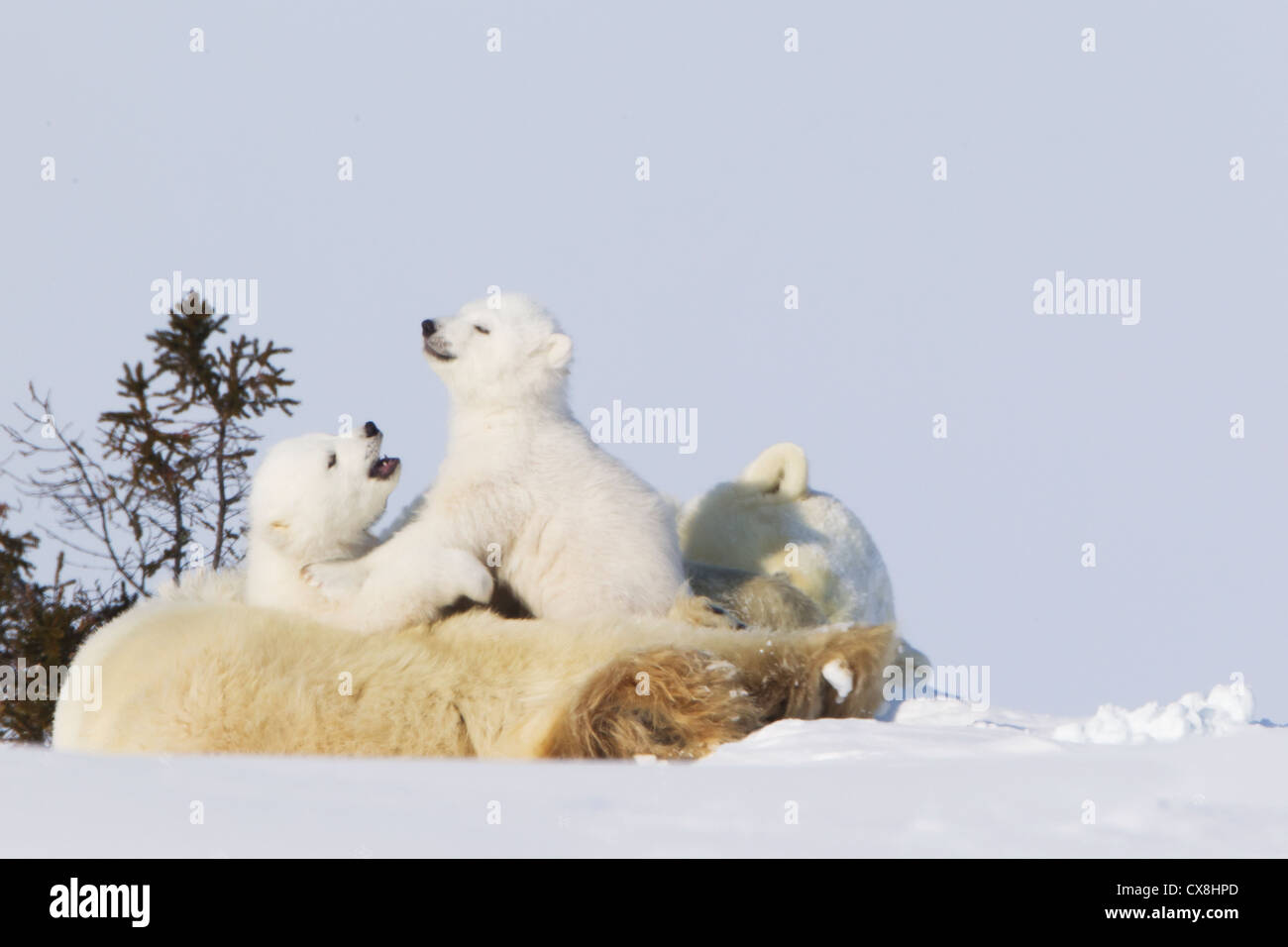 El oso polar (Ursus maritimus) Cub relajante con el hermano en el Parque Nacional Wapusk; Manitoba Canada Foto de stock