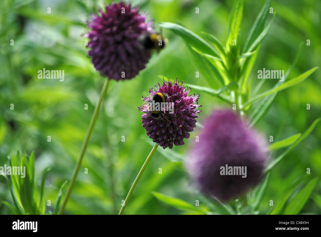 Las abejas en muslo allium sphaerocephalon Foto de stock