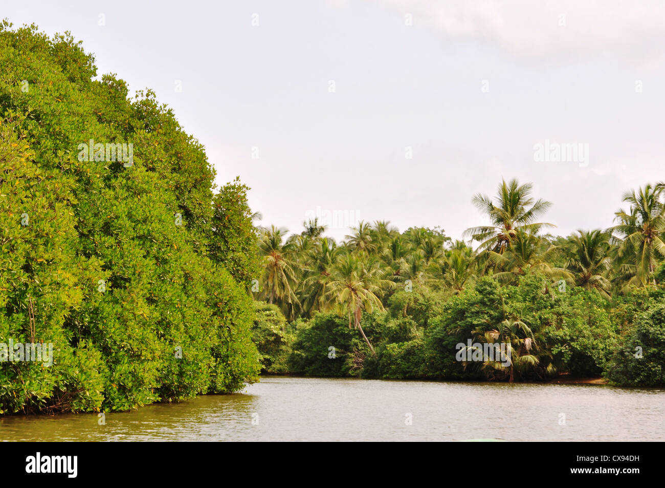 Por la ribera waikkal verdoso en Sri Lanka Foto de stock