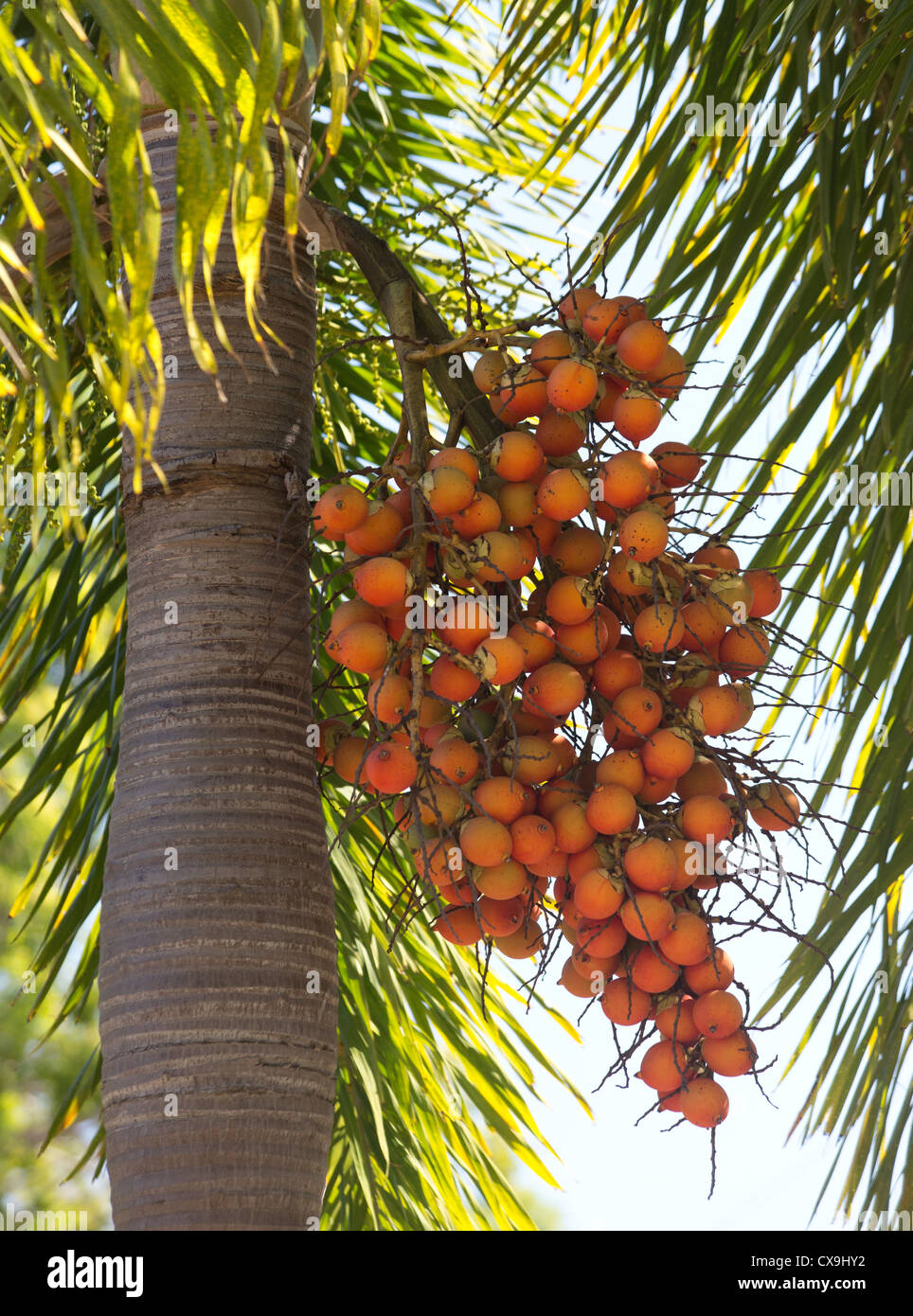 La fruta roja madura sobre una palmera, Parque Nacional Kakadu, el Territorio del Norte Foto de stock