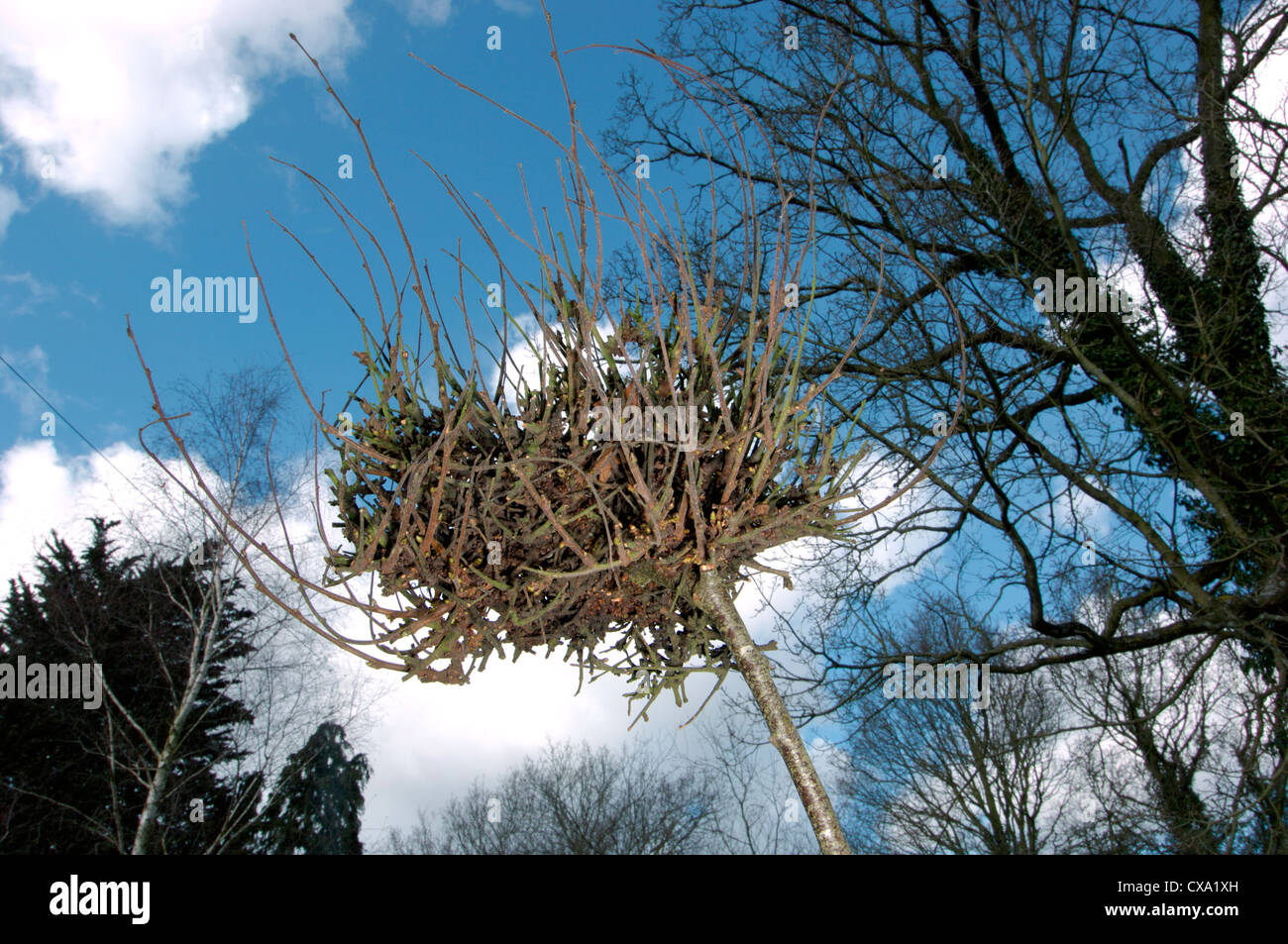 Witches broom gall en Silver Birch, causada por el hongo Taphrina betulina Foto de stock