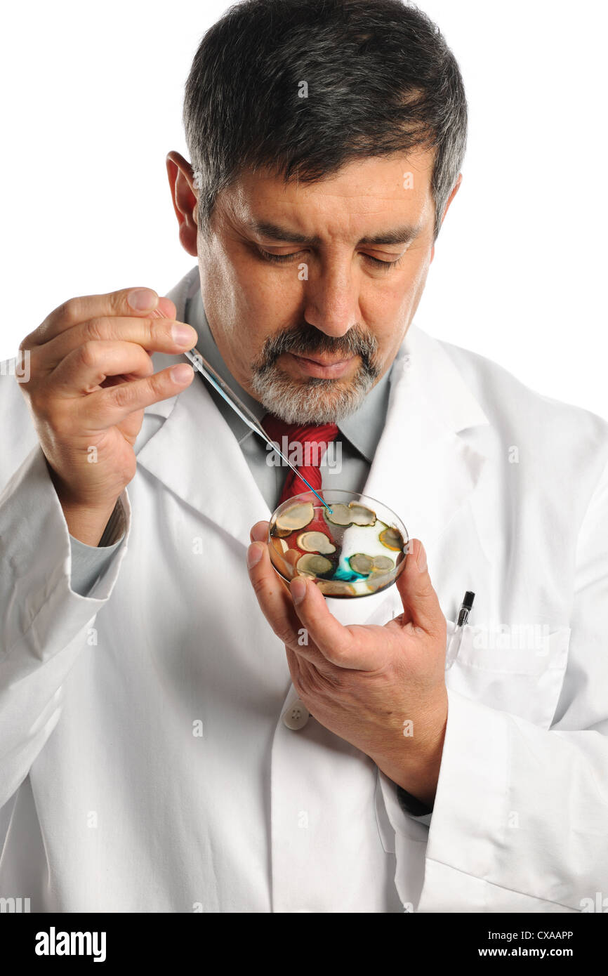 Hispanic científico que trabaja con bacterias en placa de Petri aisladas sobre fondo blanco. Foto de stock