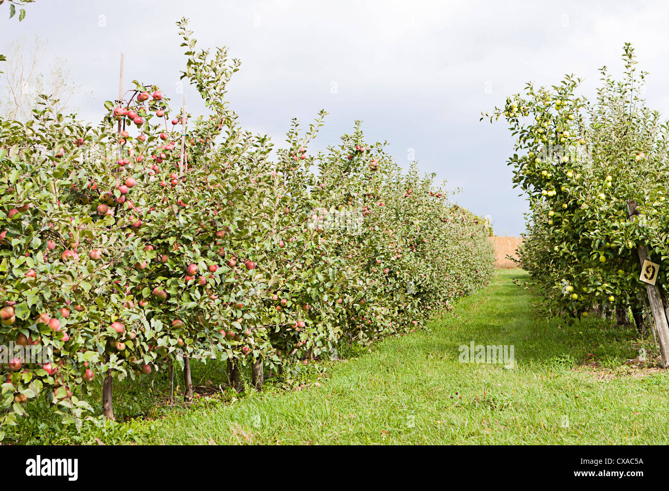 Apple orchard en Montreal, Canadá. Foto de stock