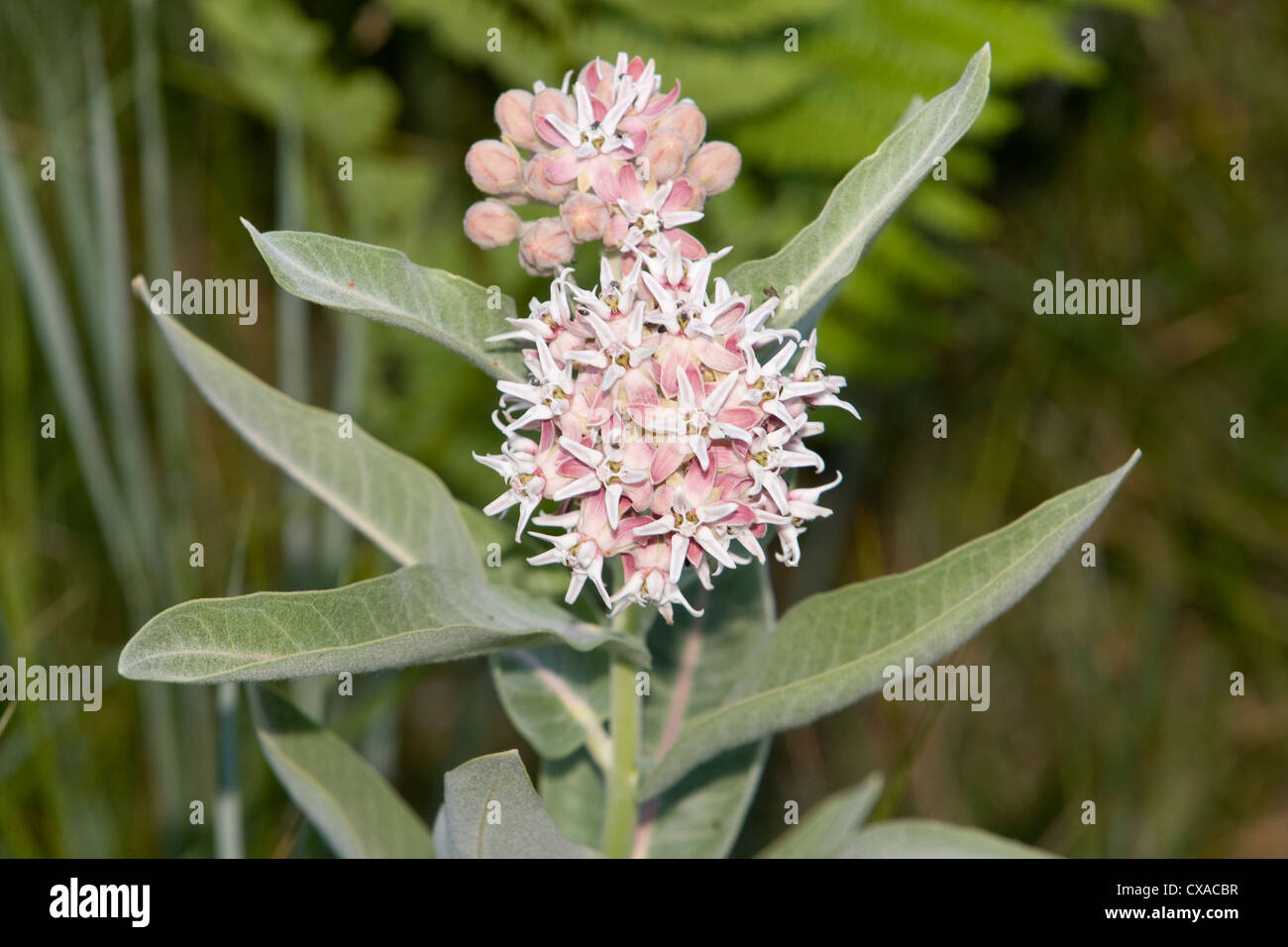Un blooming asclepias planta en California. Foto de stock