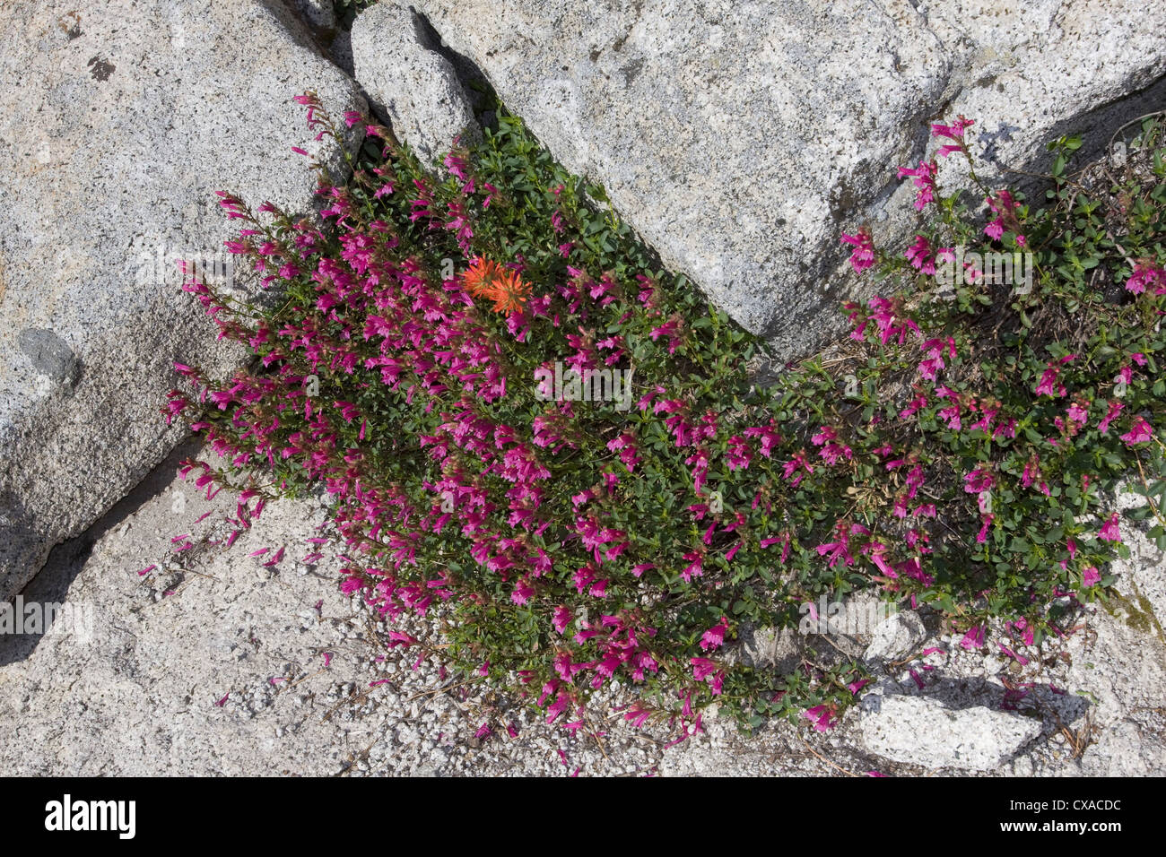Floración planta orgullo de montaña en las sierras del oriente de California. Foto de stock