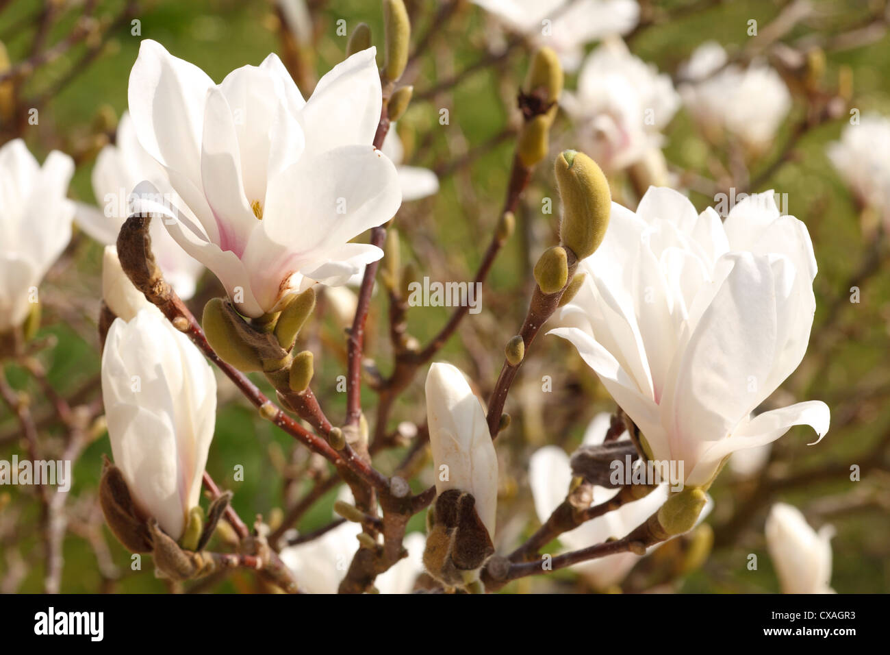 Flor de un Platillo Magnolia (Magnolia ×soulangeana) cultivar híbridos, en un jardín. Powys, Gales. De marzo. Foto de stock