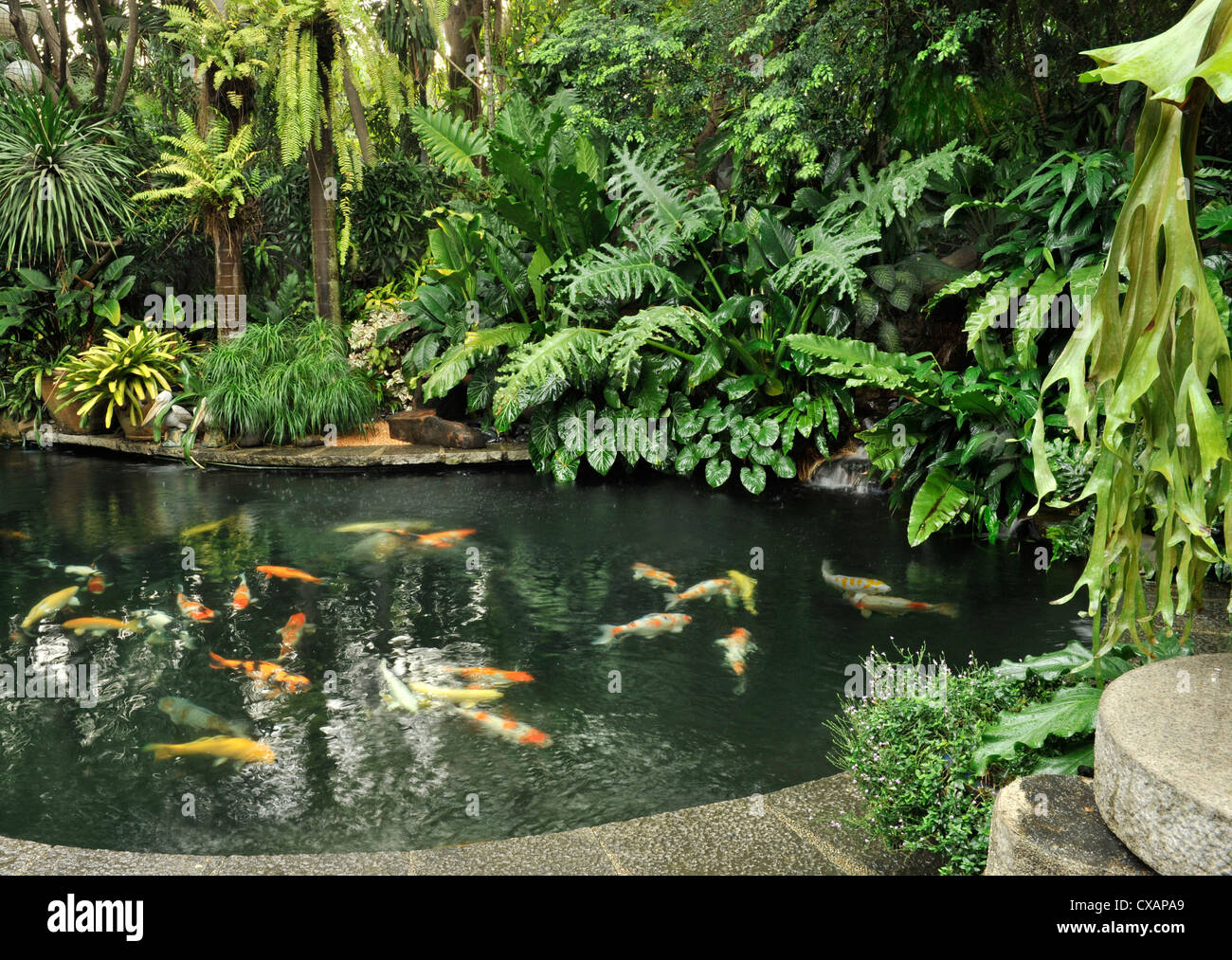 Un estanque de peces Koi, Manila, Filipinas, el sudeste de Asia, Asia Foto de stock