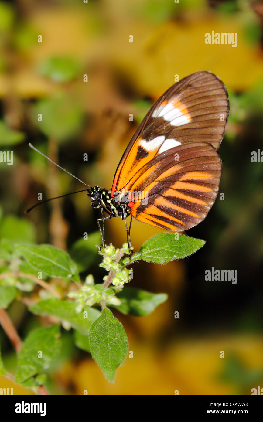 Hecales longwing butterfly (Heliconius hecale), generalizada en toda América del Sur Foto de stock