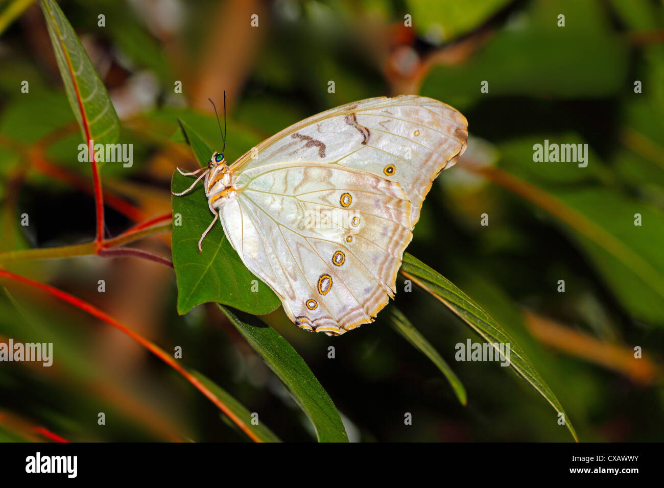Blanco (Morpho Morpho polyphemus), una mariposa blanca de México y Centroamérica, que van hasta el sur de Costa Rica Foto de stock