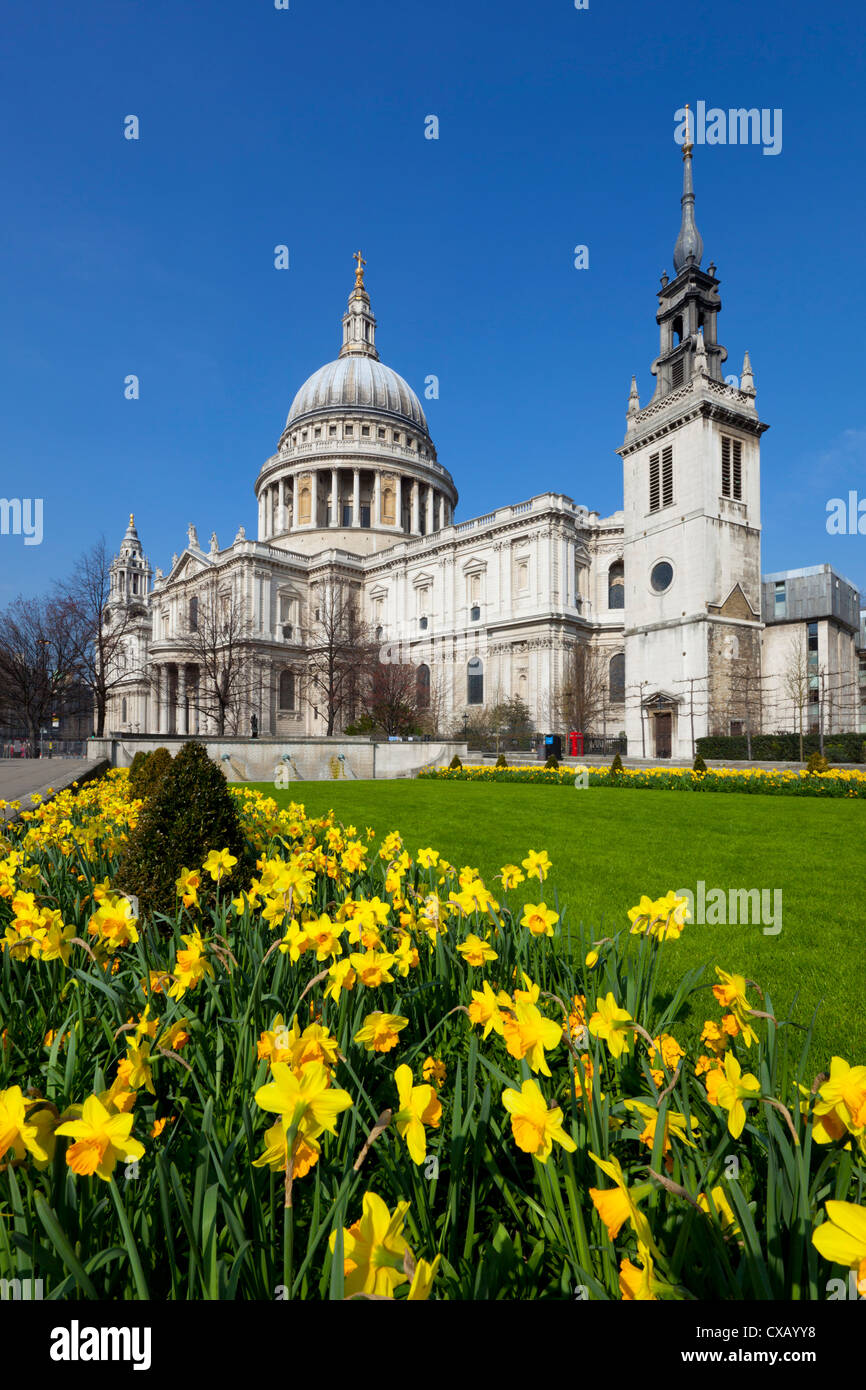 La Catedral de San Pablo con los narcisos, Londres, Inglaterra, Reino Unido, Europa Foto de stock
