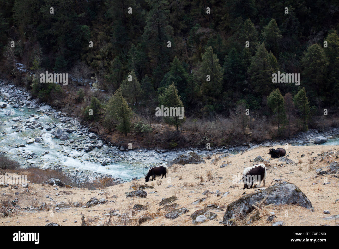 Los yaks, Bos grunniens, pastando junto a un río de montaña que fluye a través del valle de Langtang, Nepal Foto de stock