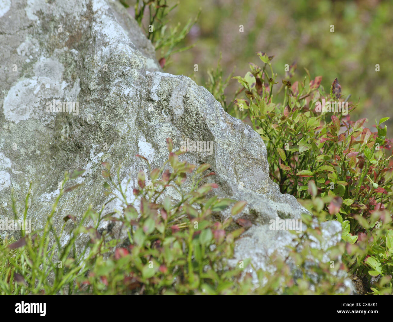 Piedra Grande con arbustos de arándanos en otoño / großer Stein mit Blaubeersträuchern im Herbst Foto de stock