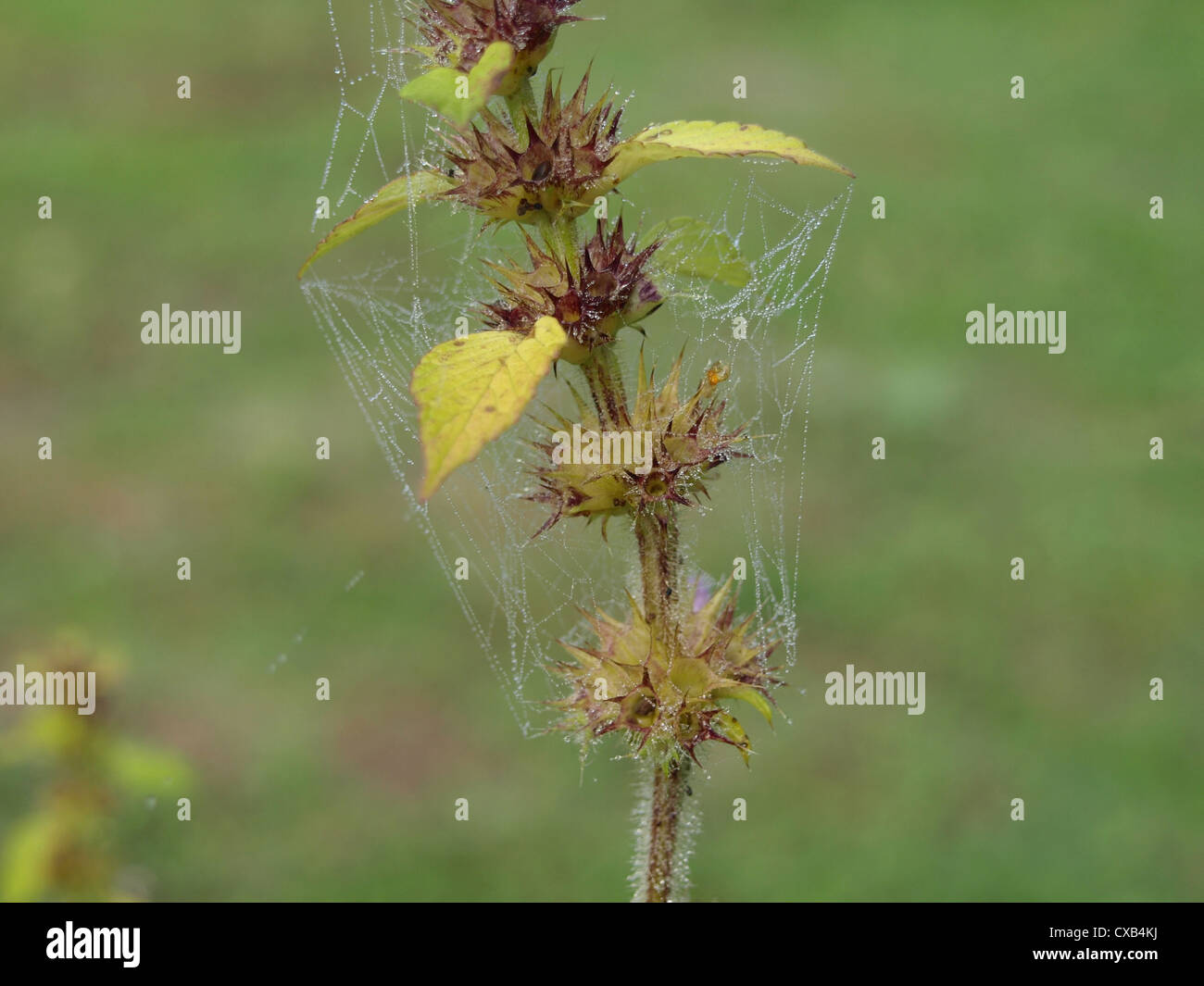 Telaraña con gotas de agua entre plantas / Spinnennetz mit Wassertropfen zwischen Pflanzen Foto de stock