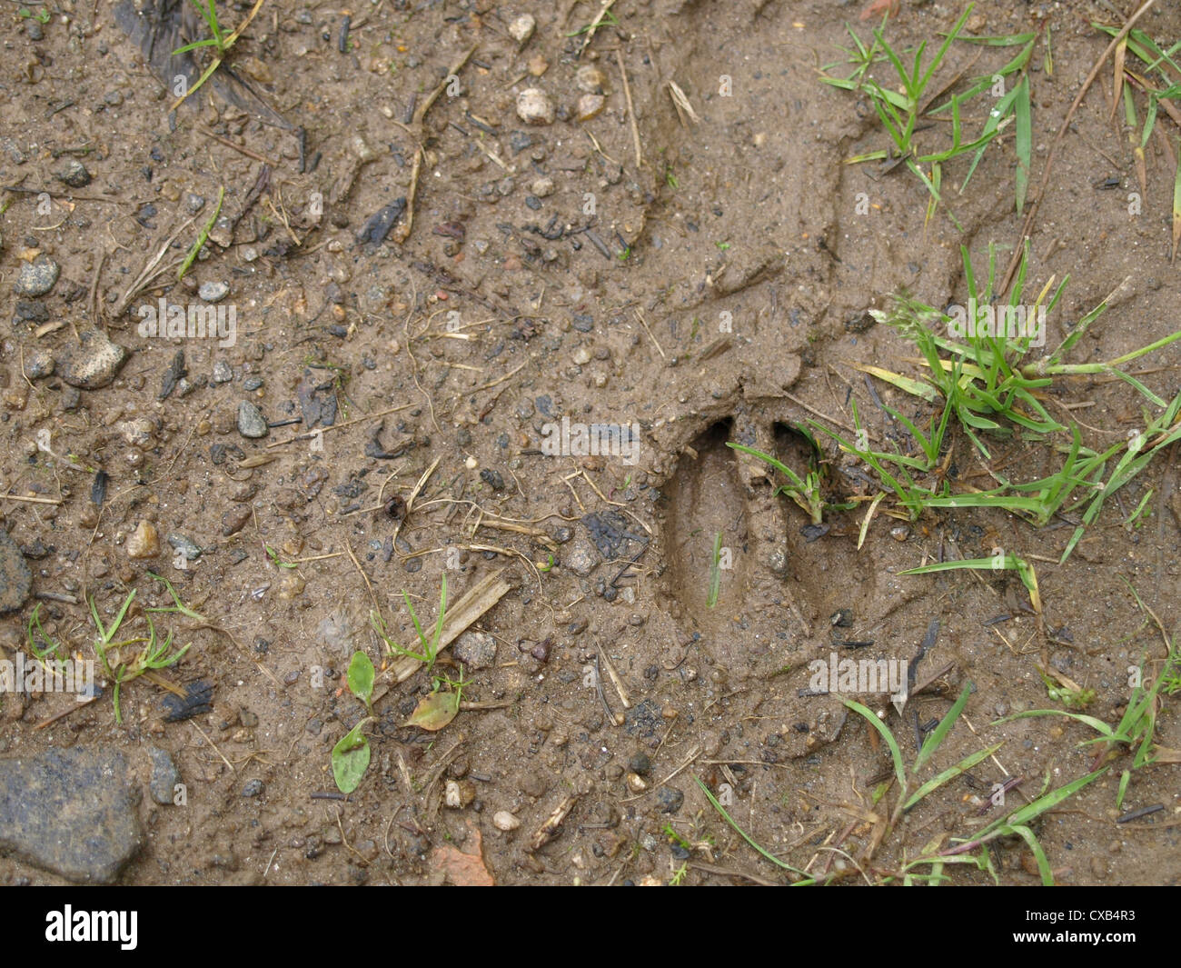 Una pista de un ciervo en el suelo / Spur eines Erdboden Rehs im Foto de stock