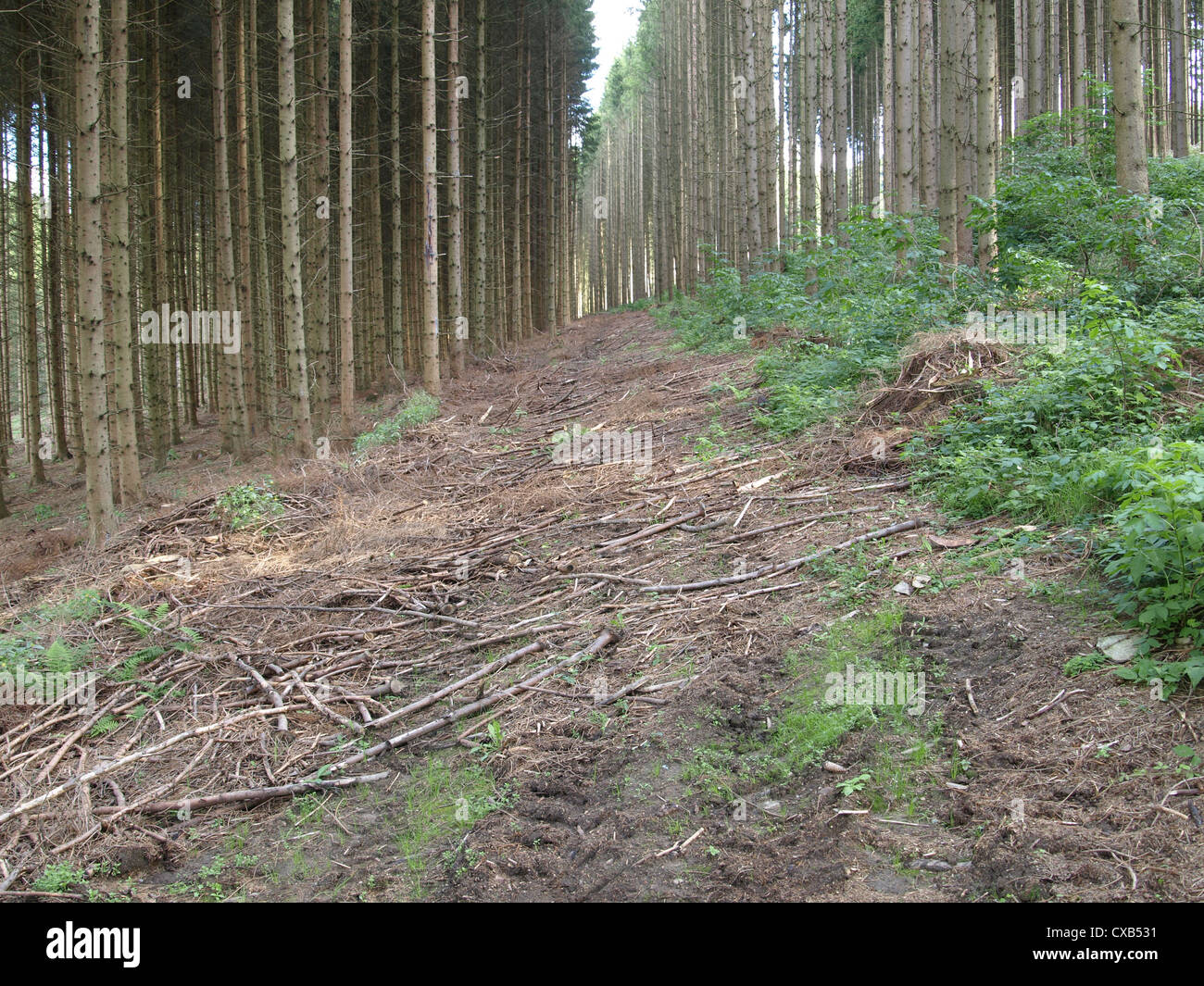 Camino de tierra entre árboles / Waldweg zwischen Bäumen Foto de stock