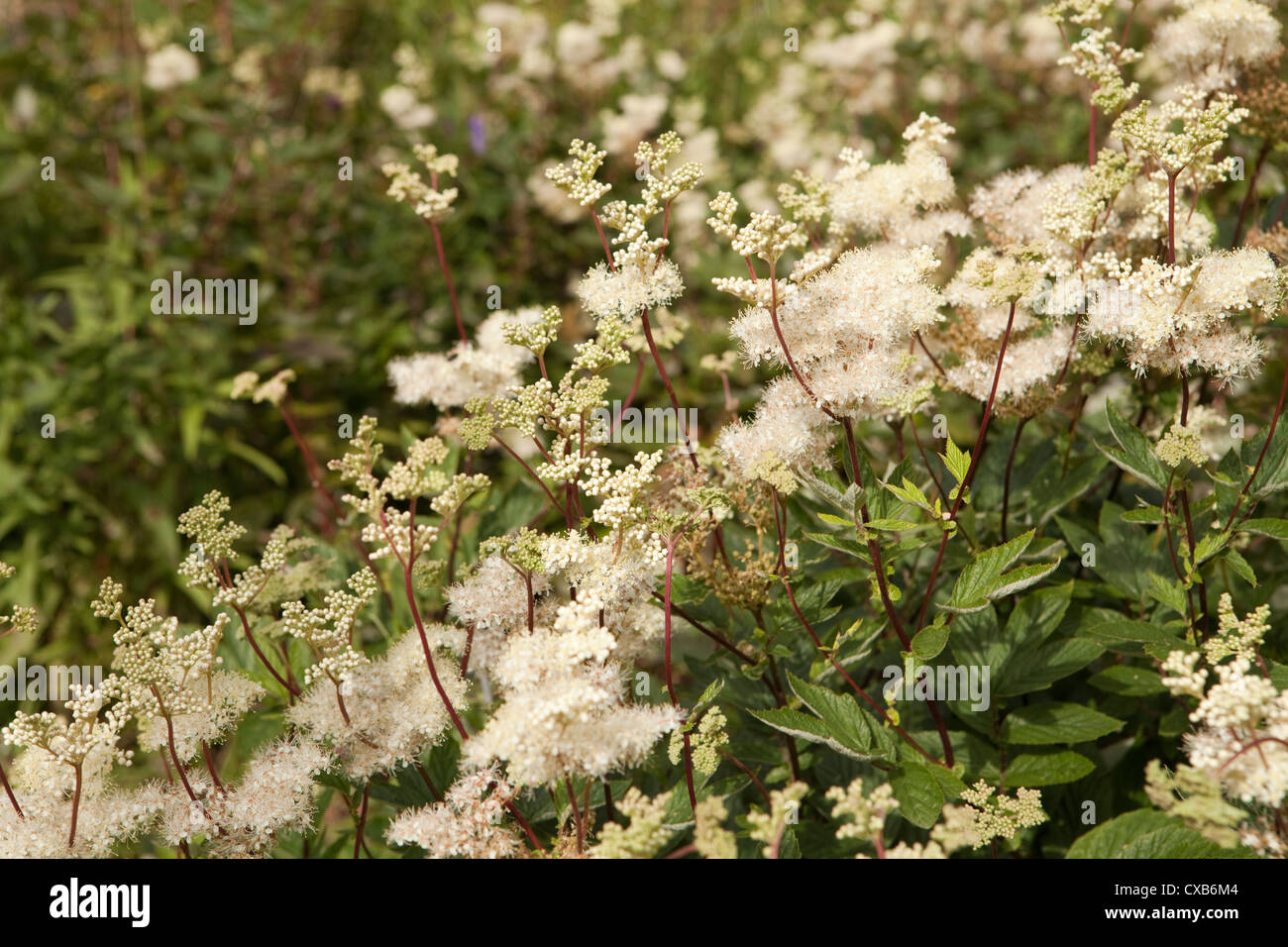 Meadowsweet Filipendula ulmaria crece en Moor House superior NNR Teesdale, Condado de Durham, Reino Unido Foto de stock