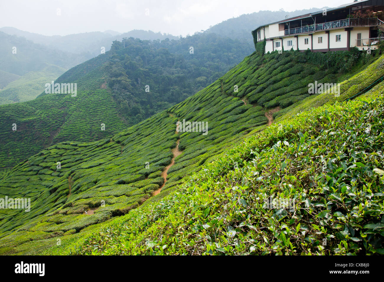Plantación de té en Cameron Highlands, Malasia, Sudeste de Asia Foto de stock