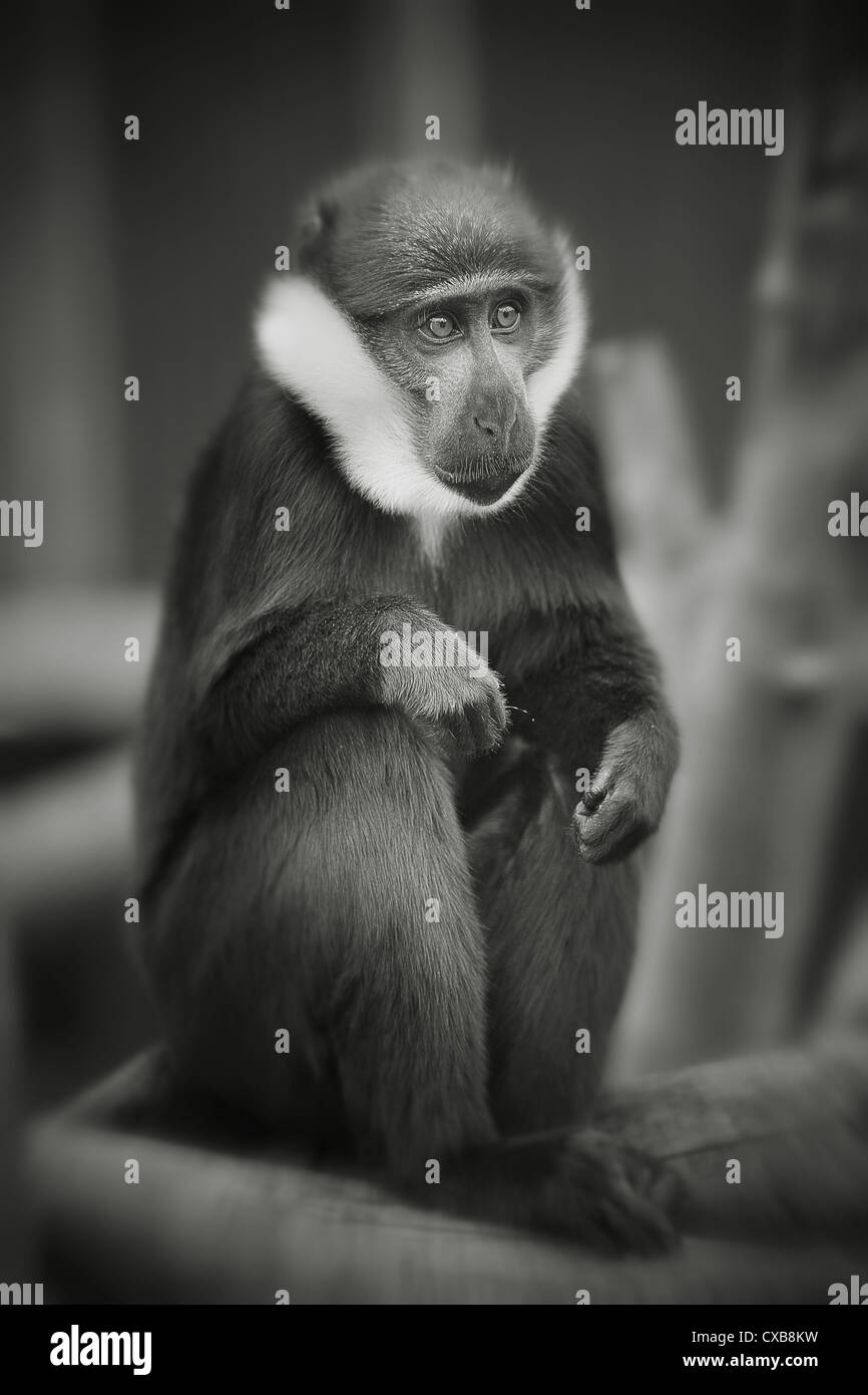 Mono Blanco y negro Fotografía de stock - Alamy