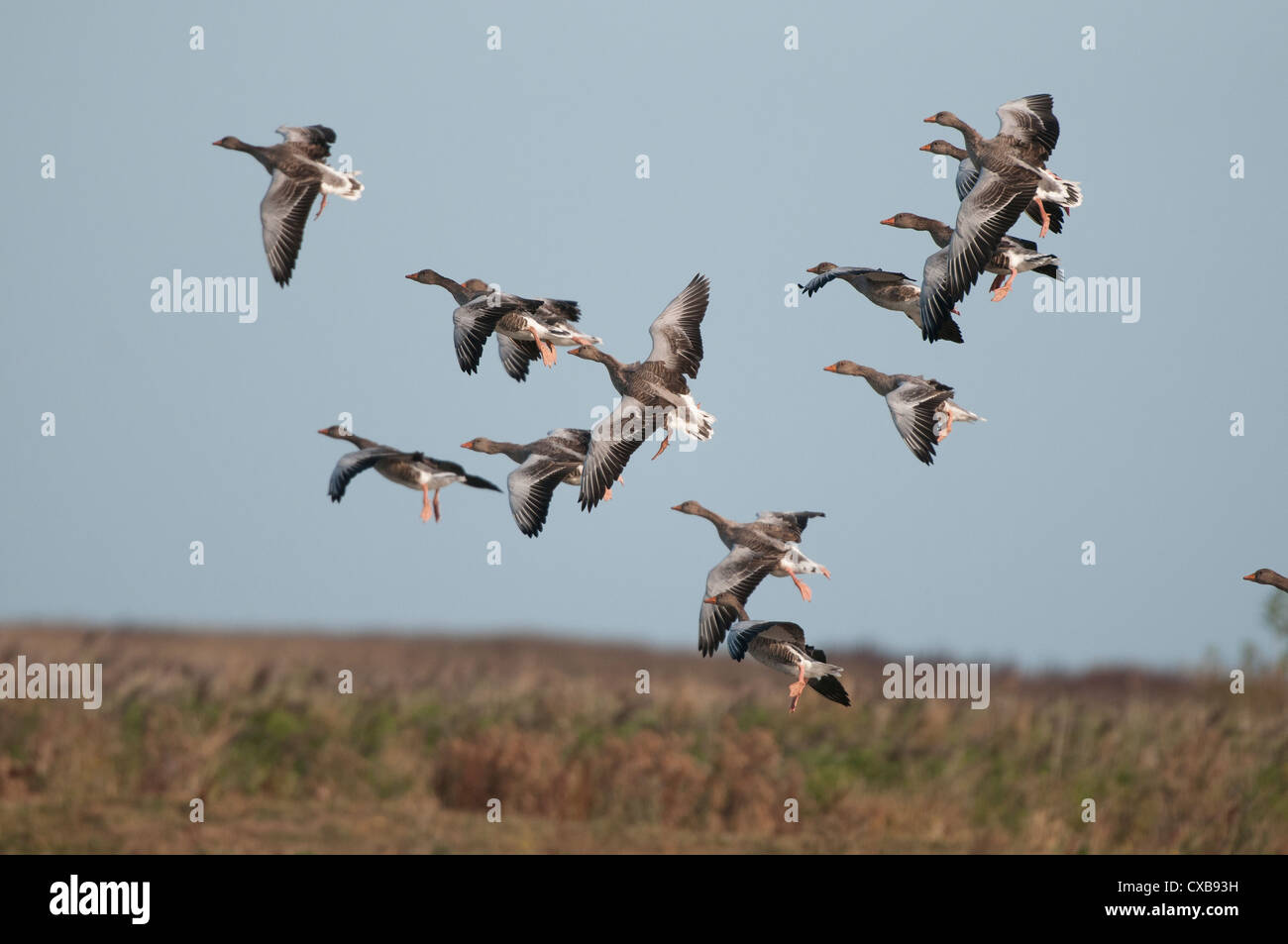 Graylag Goose, Anser anser, pequeño grupo de aves costeras whiffling hacia abajo a la zona de pastos, Norfolk, Inglaterra, Septiembre Foto de stock