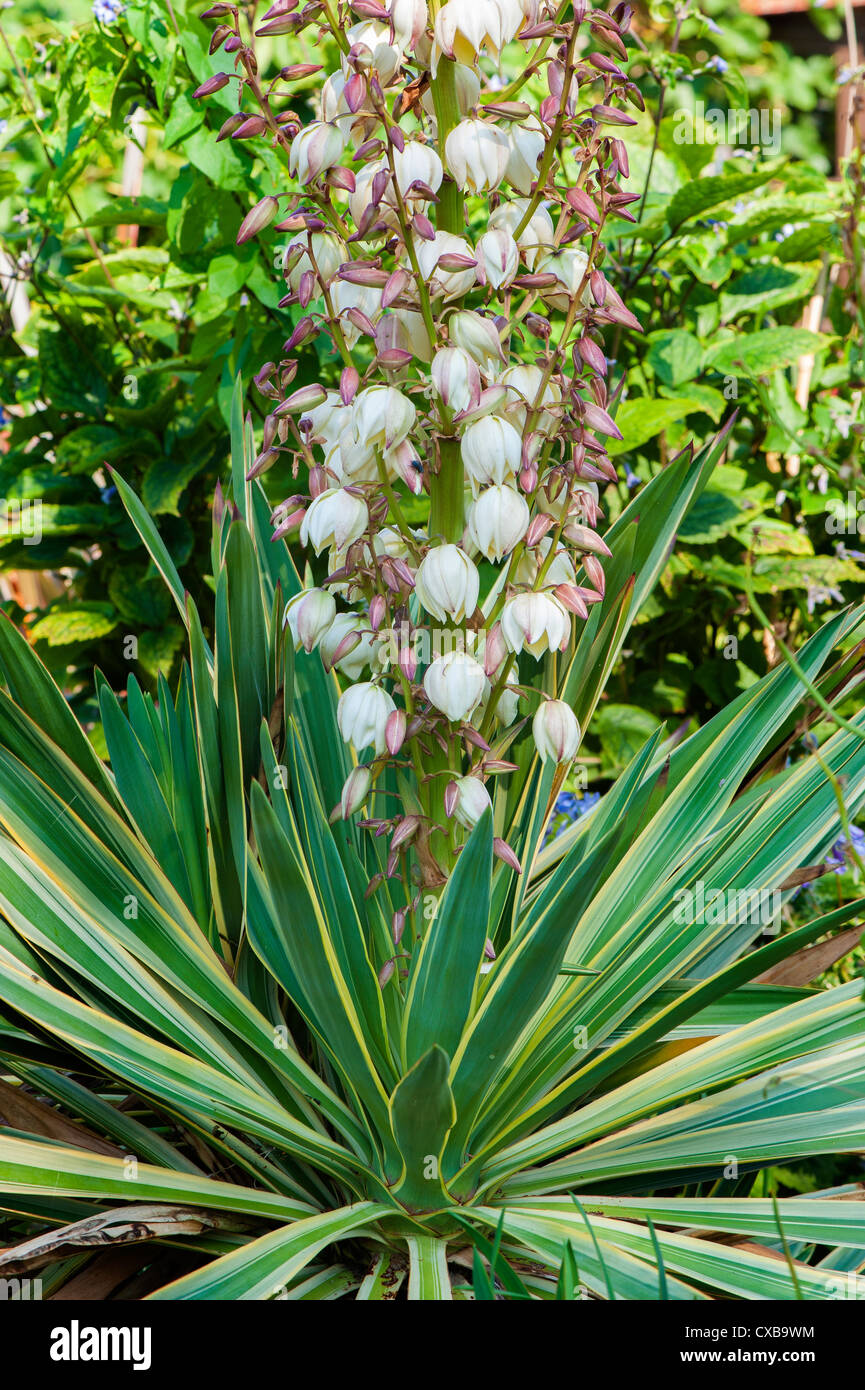 Yuca ( Yucca filamentosa moteado ) en plena flor, Inglaterra, Septiembre Foto de stock