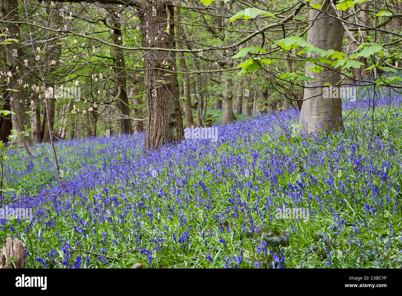 Las campánulas azules en los bosques cercanos a Middleton Ilkley, West Yorkshire, Yorkshire, Inglaterra, Reino Unido, Europa Foto de stock