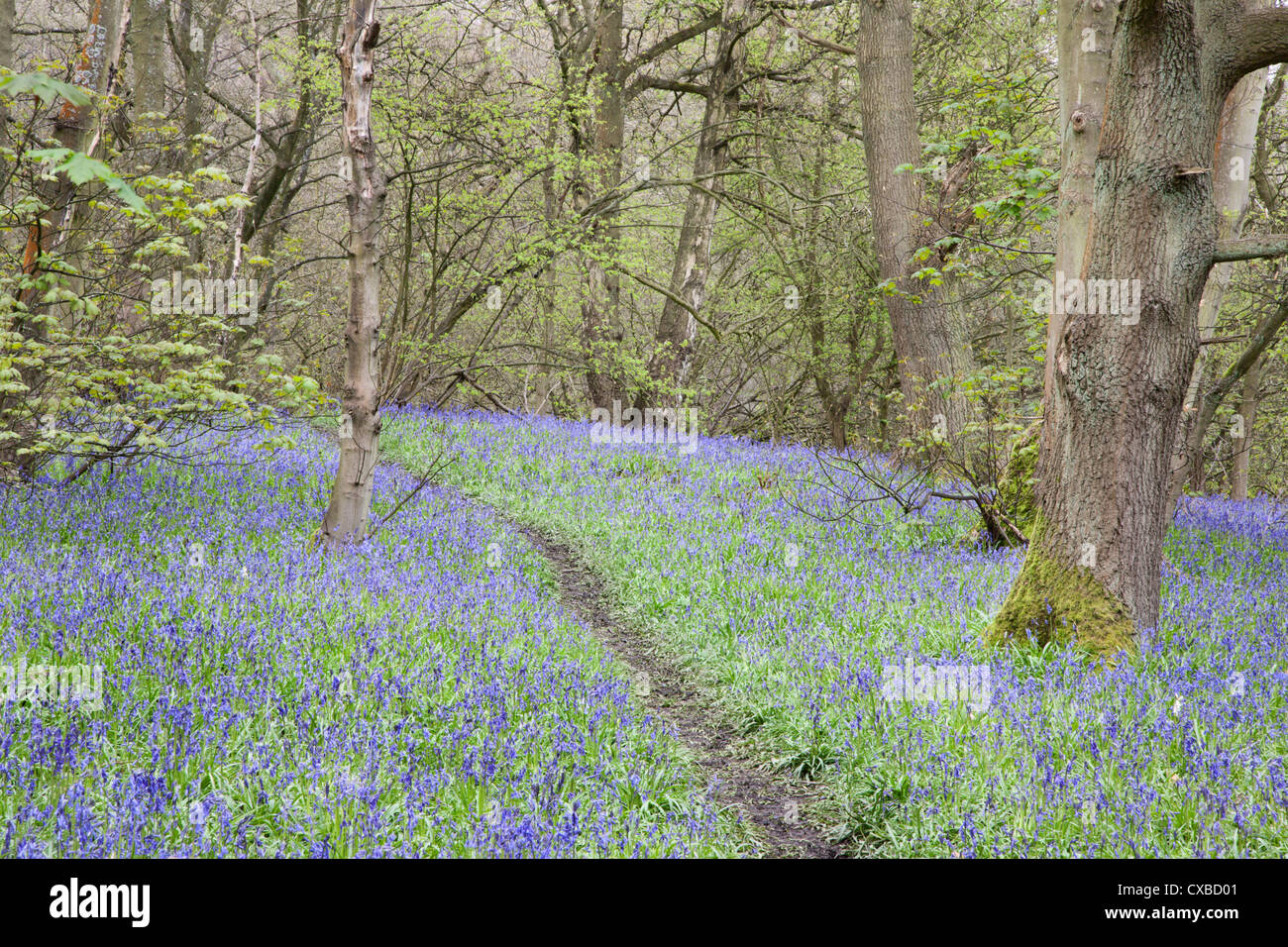 Las campánulas azules en los bosques cercanos a Middleton Ilkley, West Yorkshire, Yorkshire, Inglaterra, Reino Unido, Europa Foto de stock