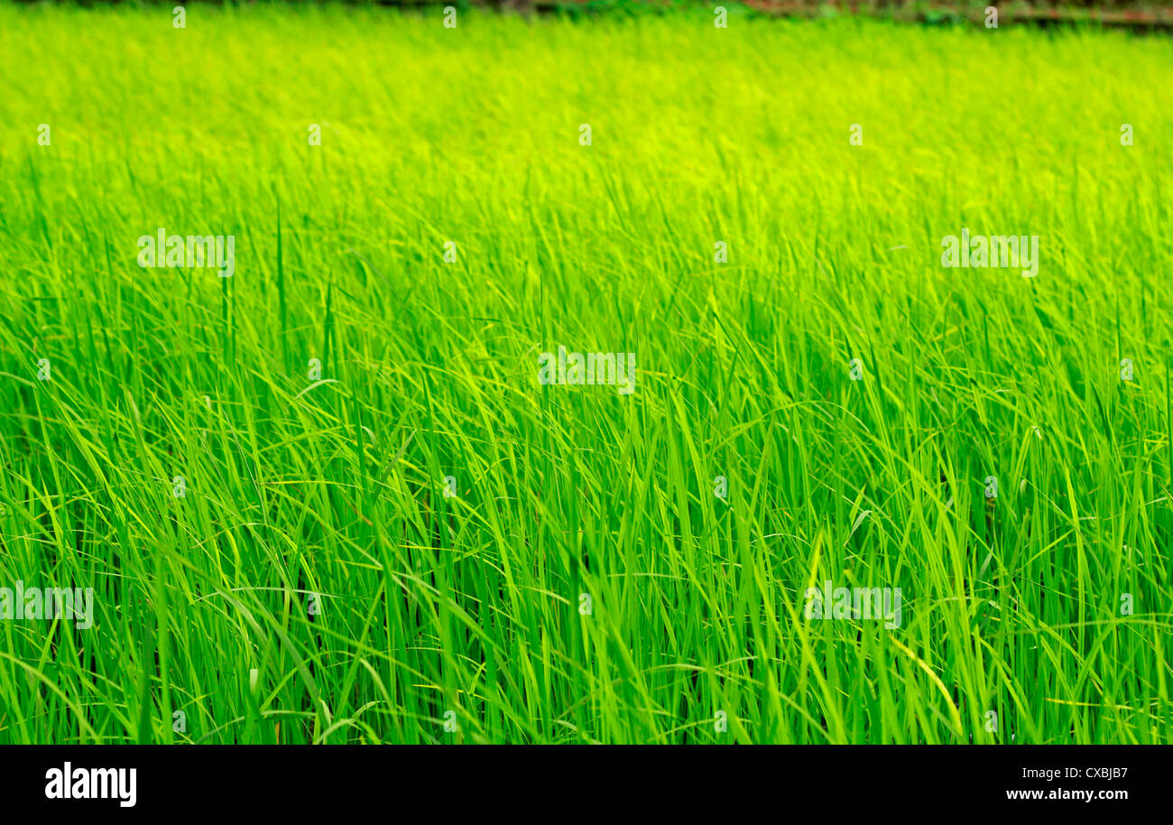 Arrozales verdes; Kerala, India Foto de stock