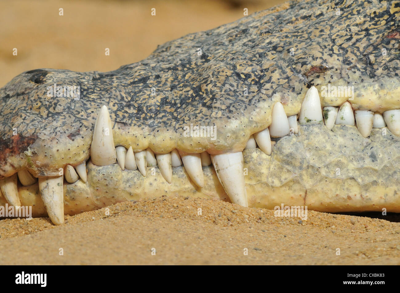 Los dientes del cocodrilo Foto de stock