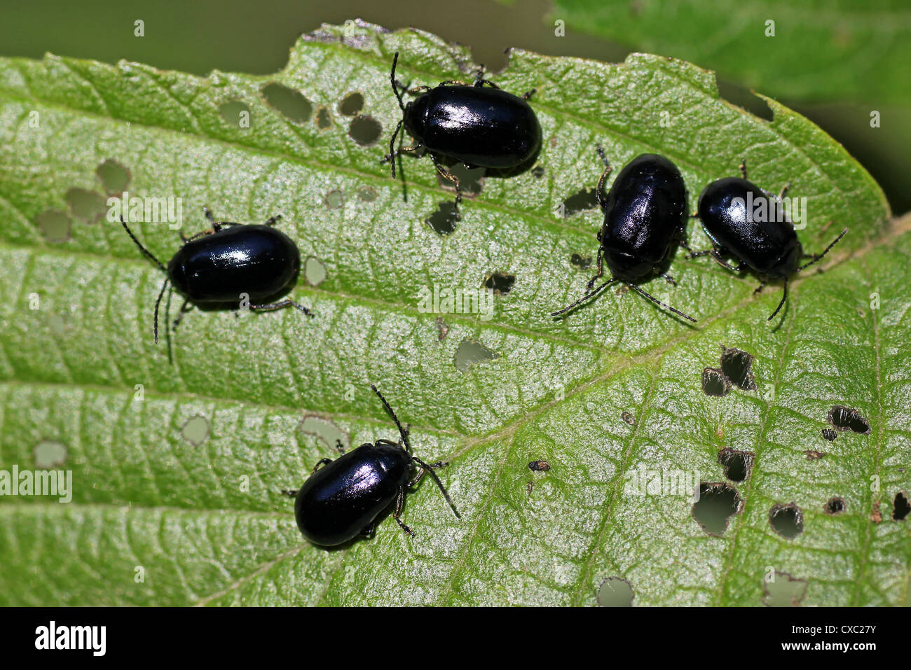 Los escarabajos de hojas de aliso Agelastica alni Foto de stock